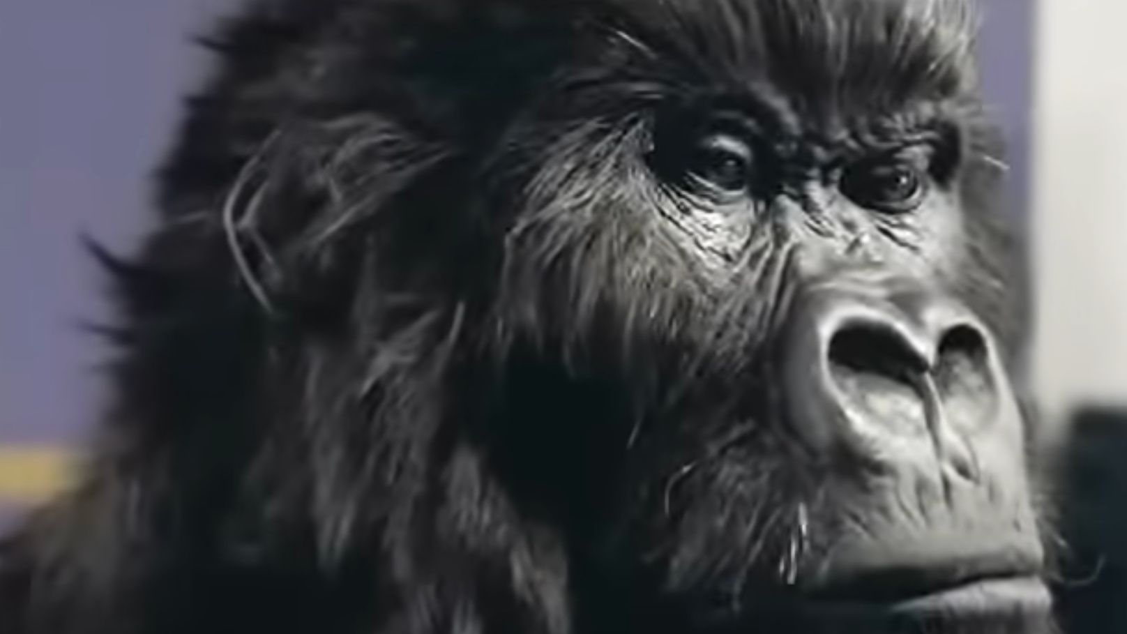 "Inside the Gorilla Suit: Reflections of the Cadbury's 'In The Air Tonight' Ad Star on His 'Dream Job'"]