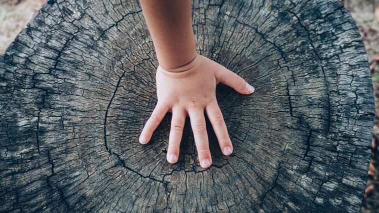 SampleRadar: 213 Complimentary Wooden Percussion Sound Samples]