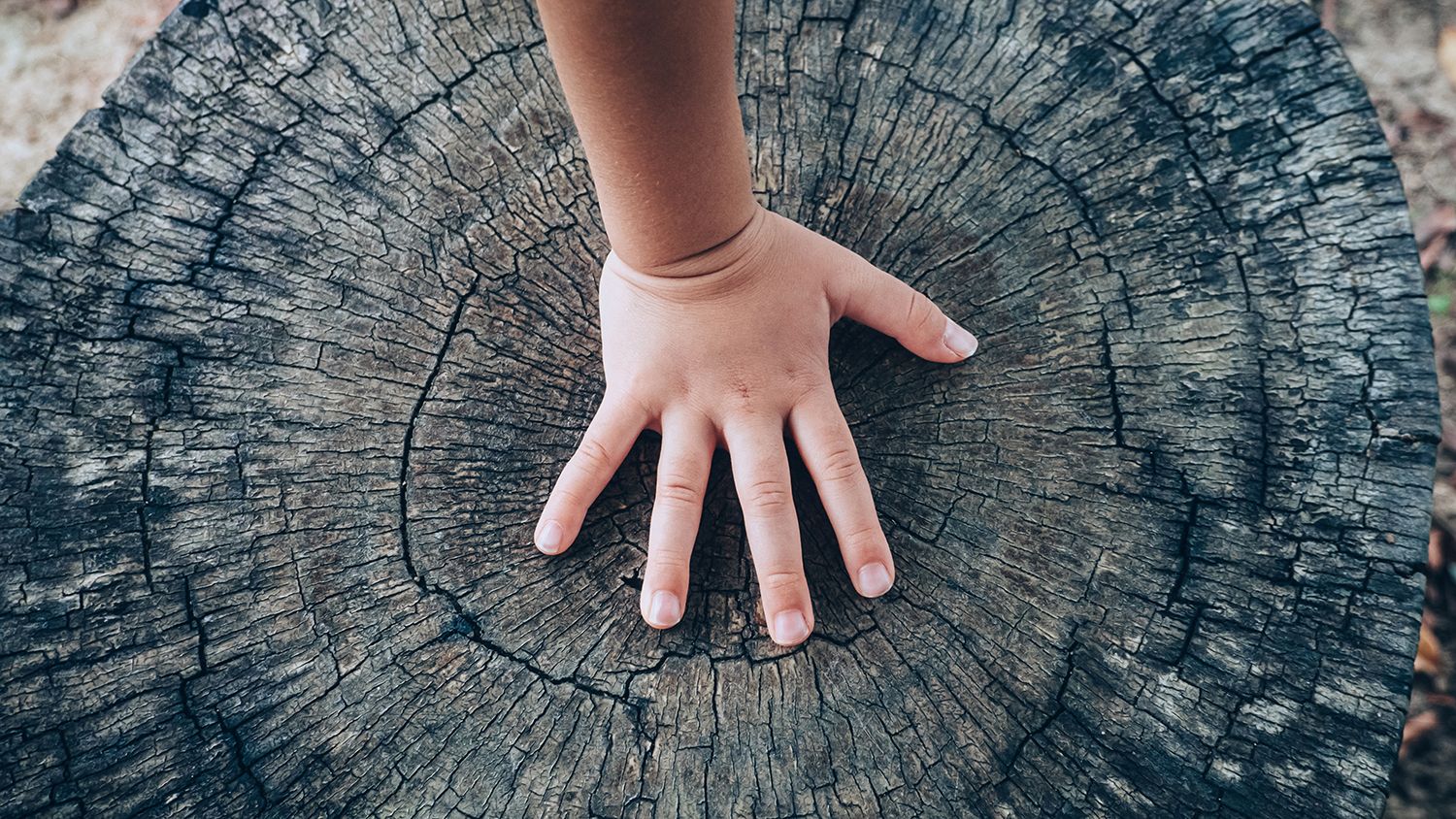 SampleRadar: 213 Complimentary Wooden Percussion Sound Samples]