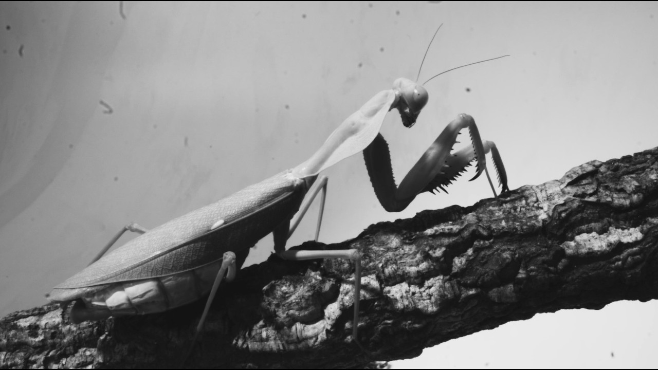 Courtney Barnett - Mantis (Official Visualizer) - YouTube