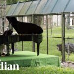 “It’s a well-known fact that all animals react to music, especially gentle melodic music": If you go down to the woods today… you might hear a prog legend playing a piano recital in a bear sanctuary