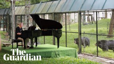 “It’s a well-known fact that all animals react to music, especially gentle melodic music": If you go down to the woods today… you might hear a prog legend playing a piano recital in a bear sanctuary